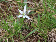 Ornithogalum orthophyllum