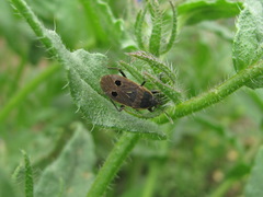 Graptopeltus validus