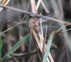 Brachydiplax chalybea