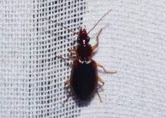 Cymindis limbata