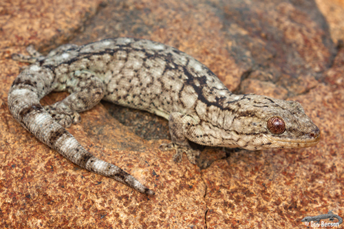 Homopholis walbergii (Smith, 1849)