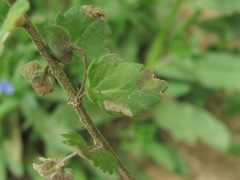 Puccinia cynodontis