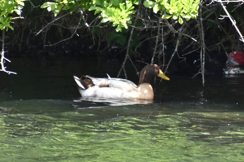 Domestic Mallard photographed in Mississippi