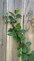 Euonymus fortunei