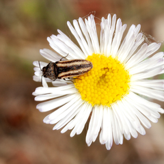 Acmaeodera quadrivittatoides