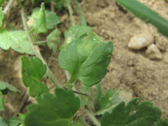 Puccinia cynodontis