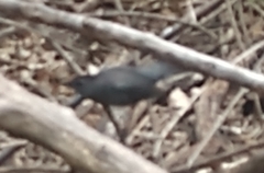 Dumetella carolinensis