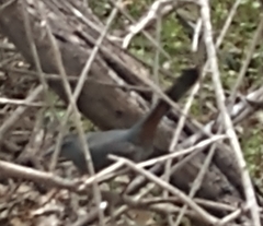 Dumetella carolinensis