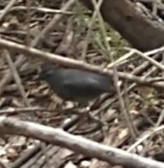 Dumetella carolinensis