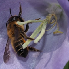 Megachile willughbiella