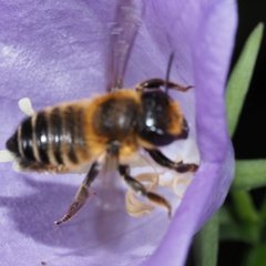 Megachile willughbiella