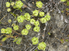 Psilocarphus chilensis