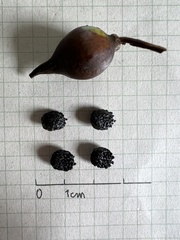 Sapium stylare