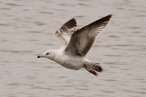 Ring-billed Gull, photo 5 of 10