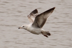 Ring-Billed Gull photo 3