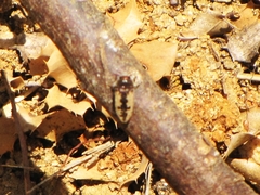 Acmaeodera pilosellae