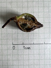 Sapium stylare