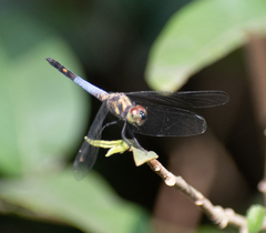 Brachydiplax farinosa