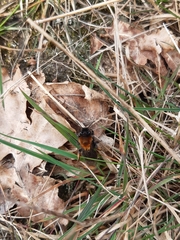 Andrena clarkella