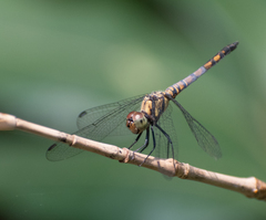 Brachydiplax farinosa