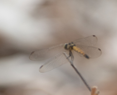 Brachydiplax farinosa