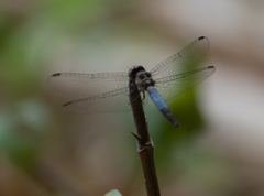 Brachydiplax farinosa