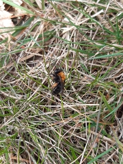 Andrena clarkella