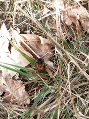 Andrena clarkella
