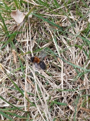 Andrena clarkella