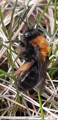Andrena clarkella