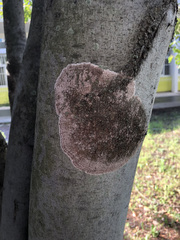 Septobasidium orbiculare