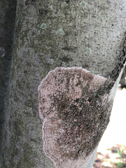 Septobasidium orbiculare