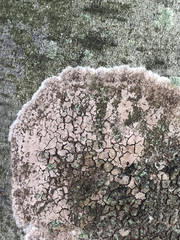 Septobasidium orbiculare