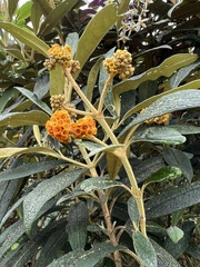 Buddleja incana