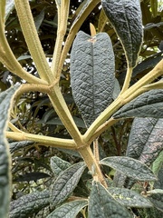 Buddleja incana