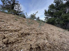 Acmispon procumbens jepsonii