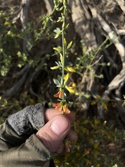 Acmispon procumbens jepsonii