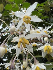 Solanum luculentum
