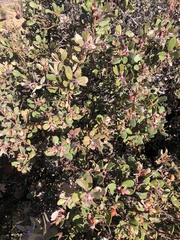 Arctostaphylos morroensis