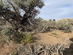 Acmispon procumbens jepsonii