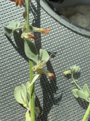 Acmispon procumbens jepsonii