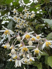 Solanum luculentum