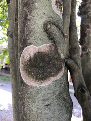 Septobasidium orbiculare