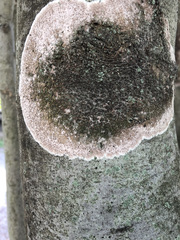 Septobasidium orbiculare