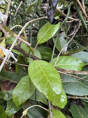 Solanum luculentum
