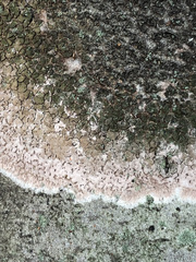 Septobasidium orbiculare