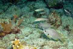 Chromis lubbocki