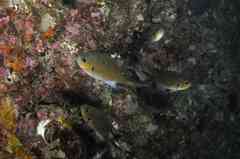 Azurina multilineata