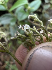Valeriana clematitis