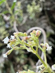Valeriana clematitis